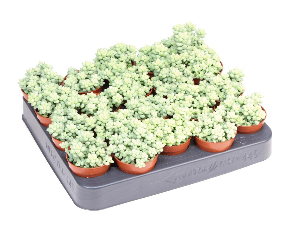 sedum