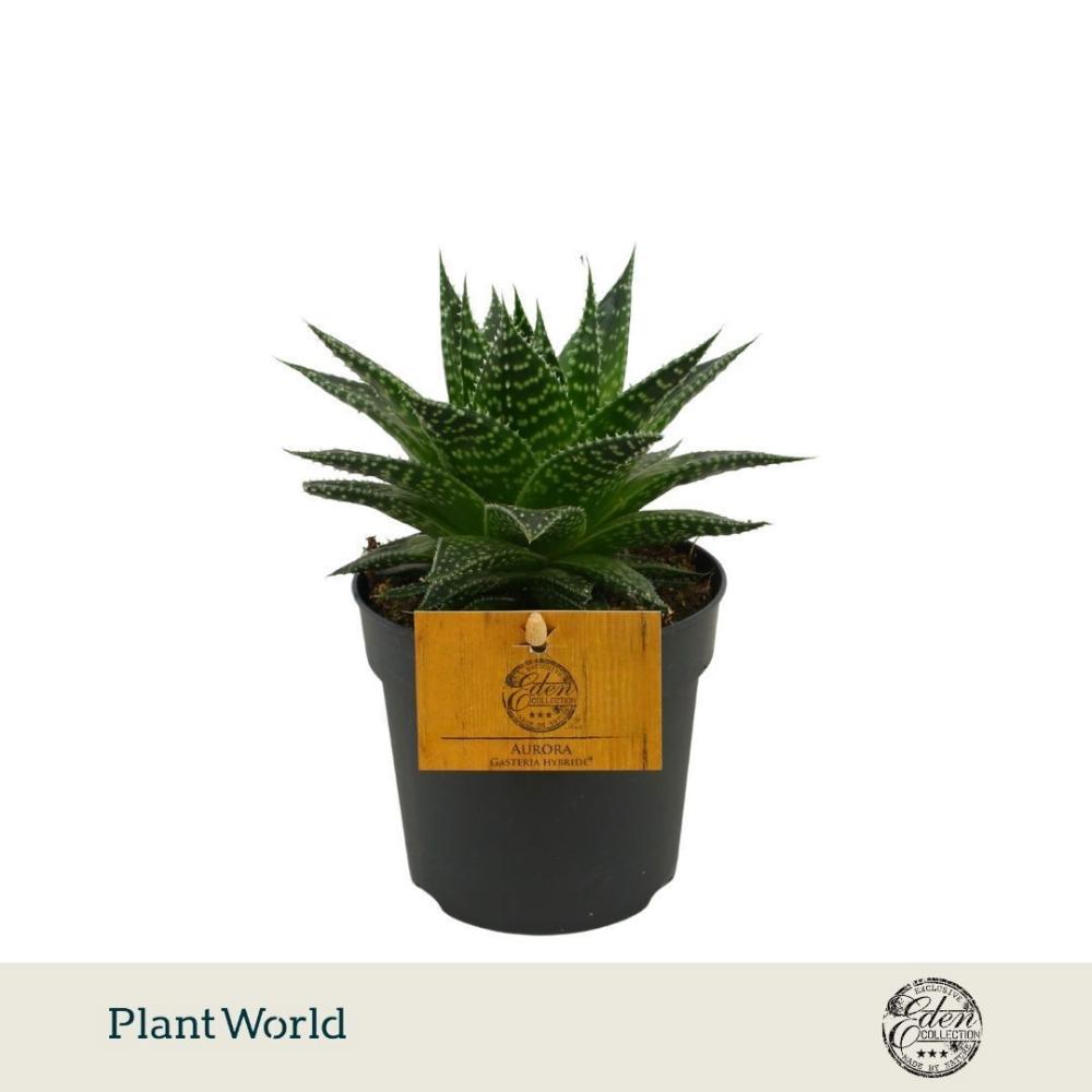 Gasteraloe