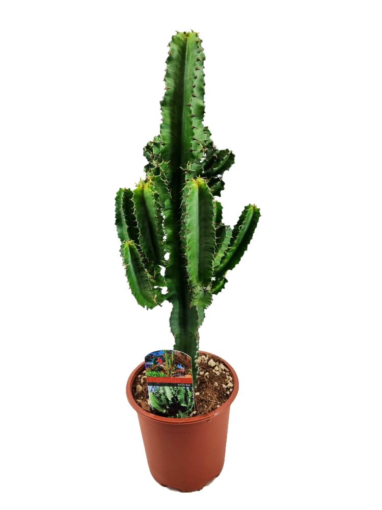 euphorbia