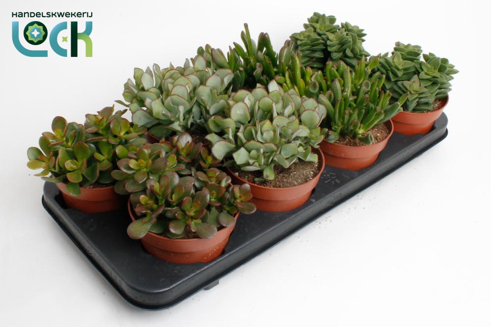 crassula