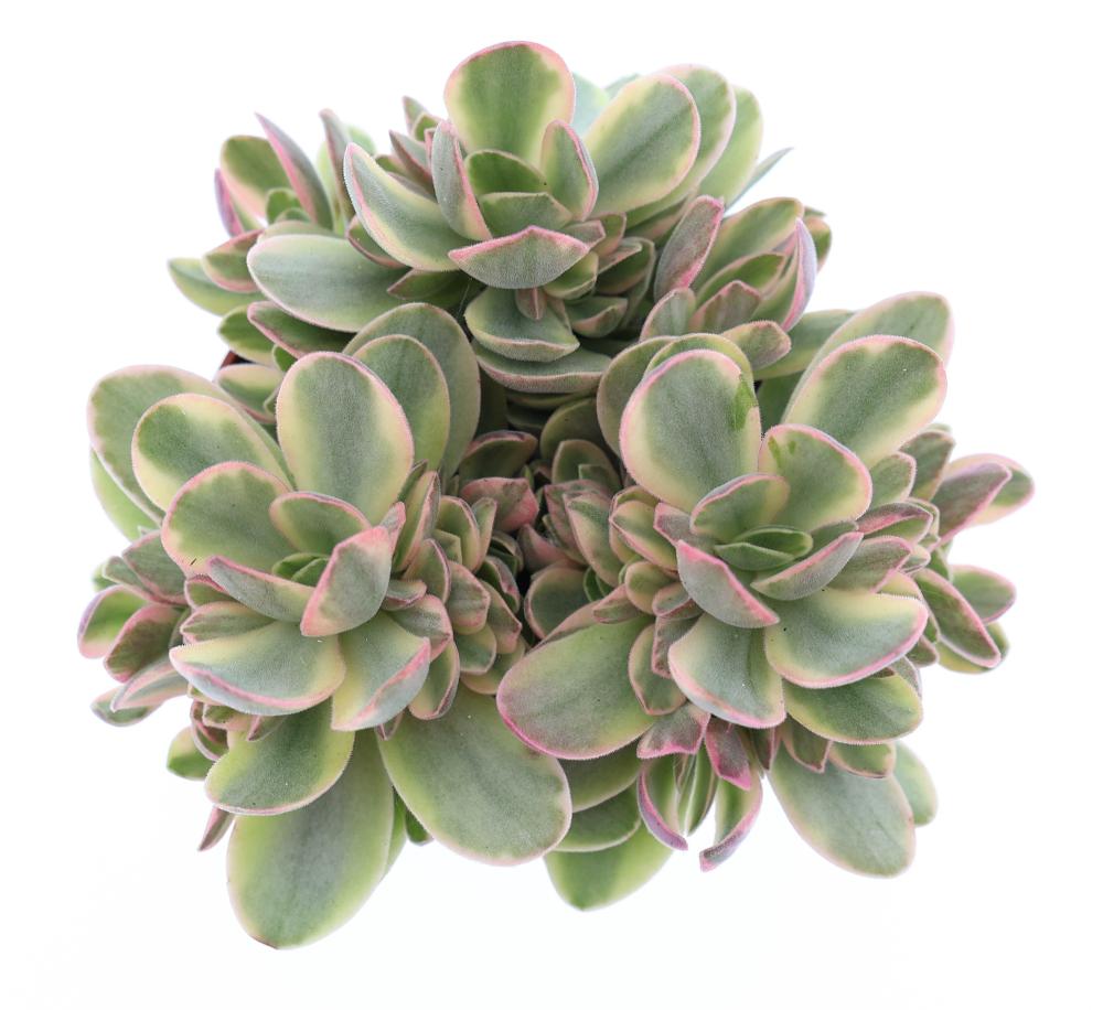 crassula