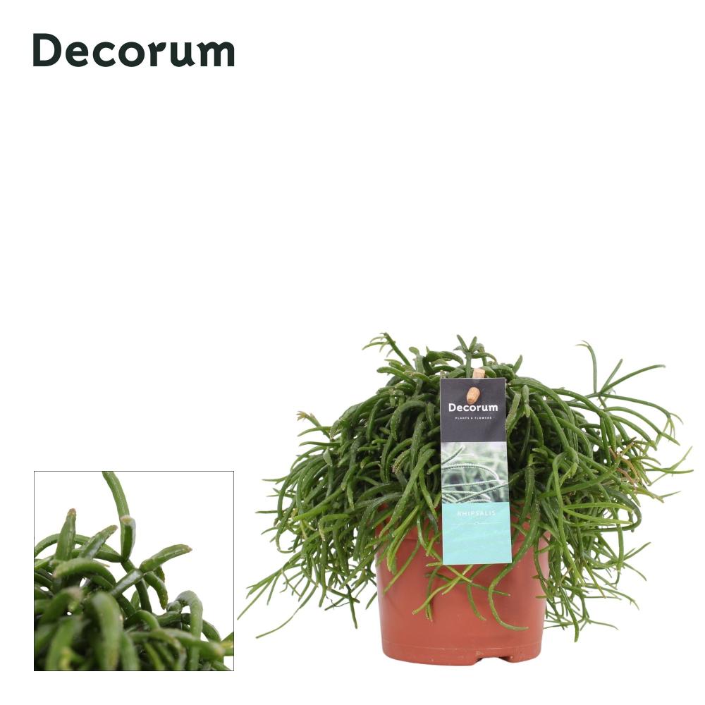 rhipsalis