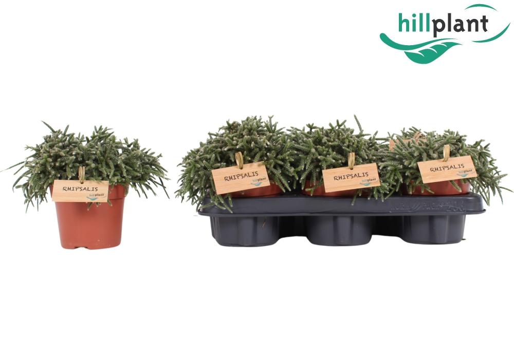 rhipsalis
