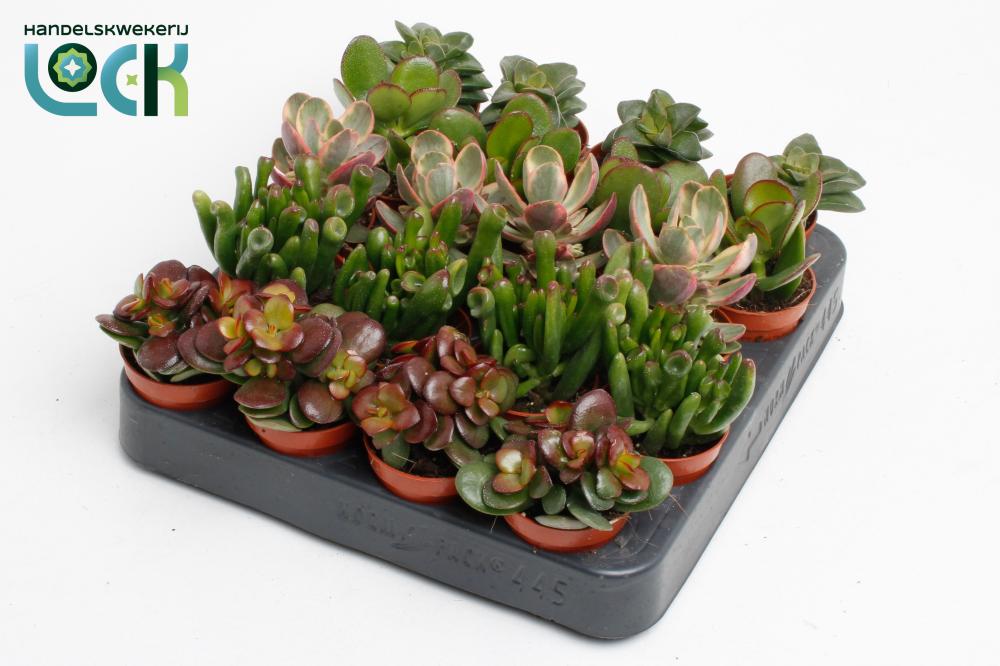 crassula