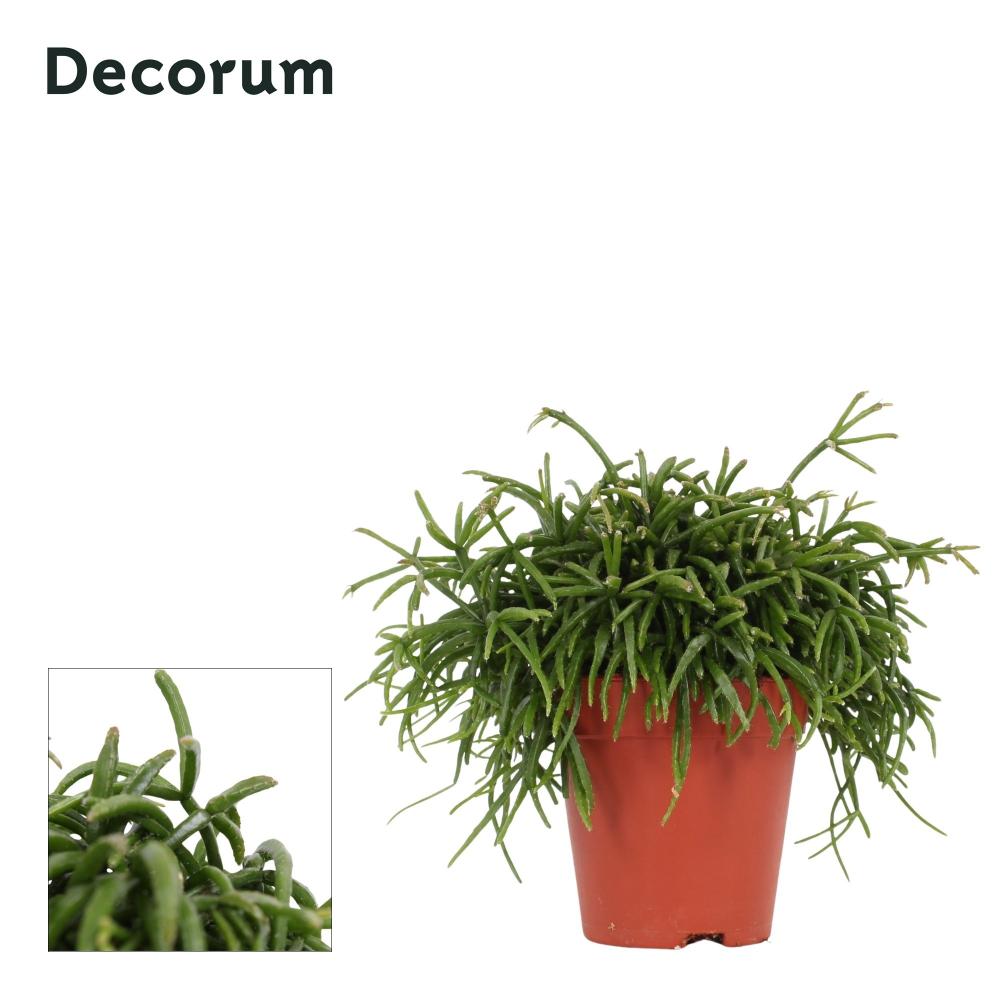 rhipsalis