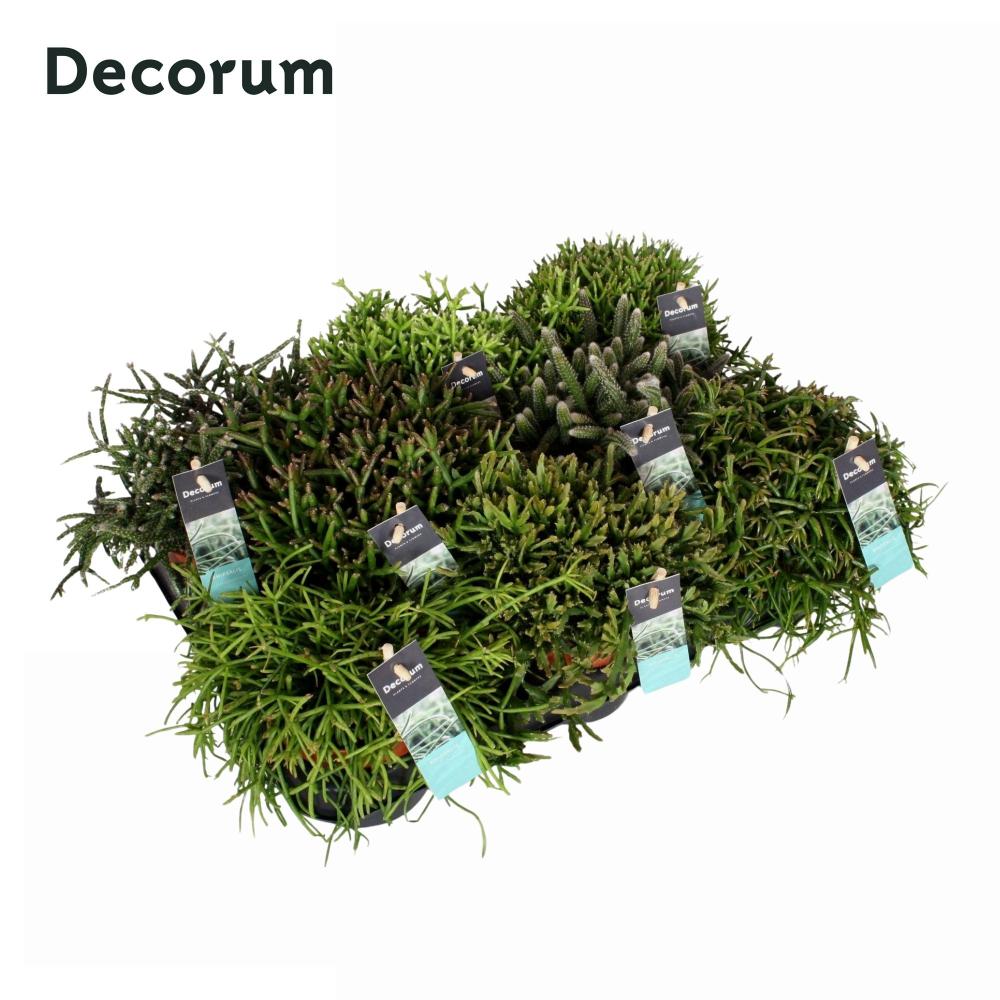 rhipsalis