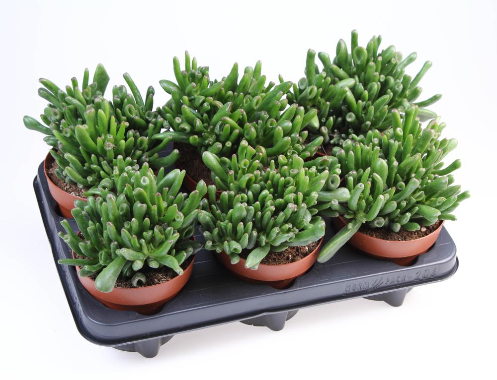 crassula