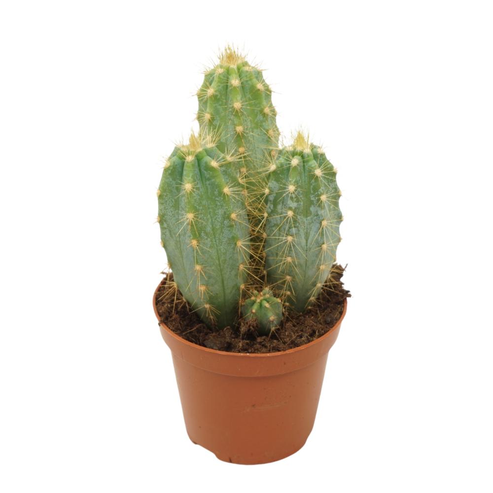 Pilosocereus