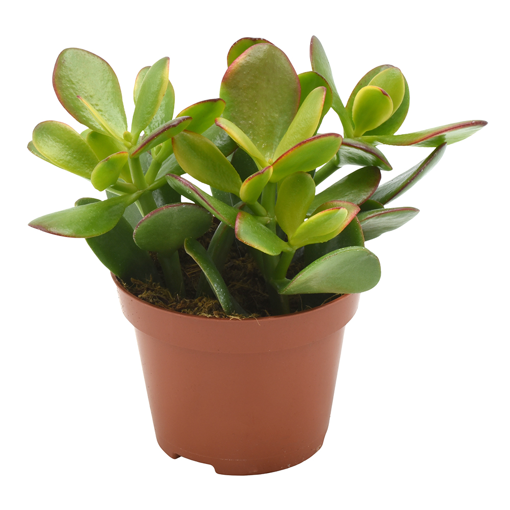 crassula