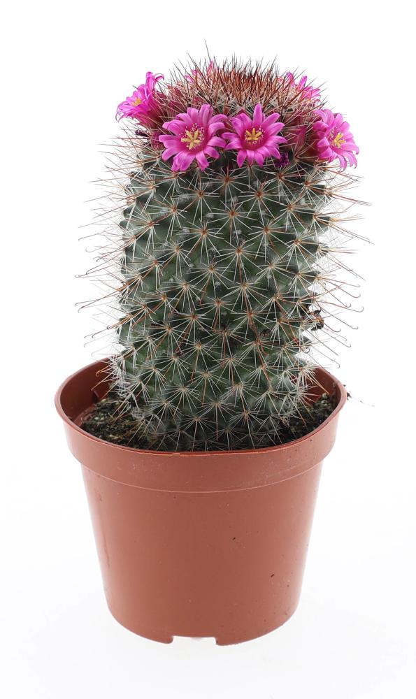 Mammillaria