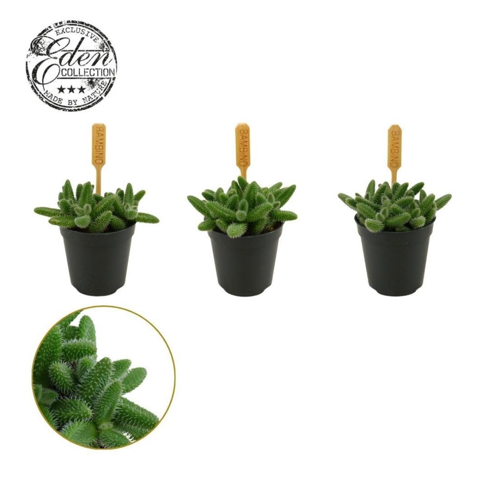 Delosperma