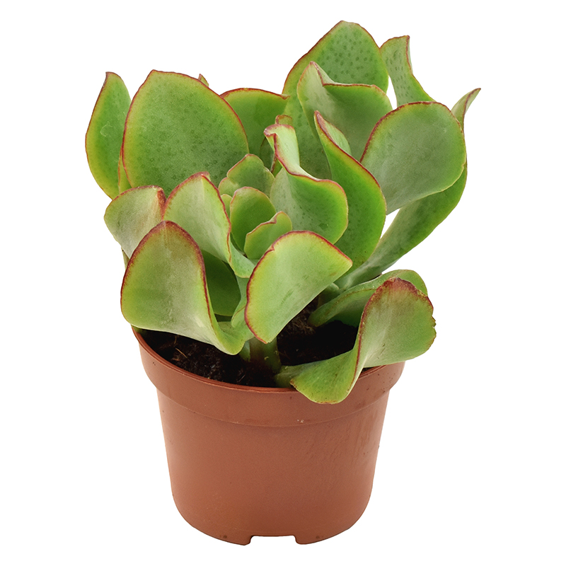 crassula