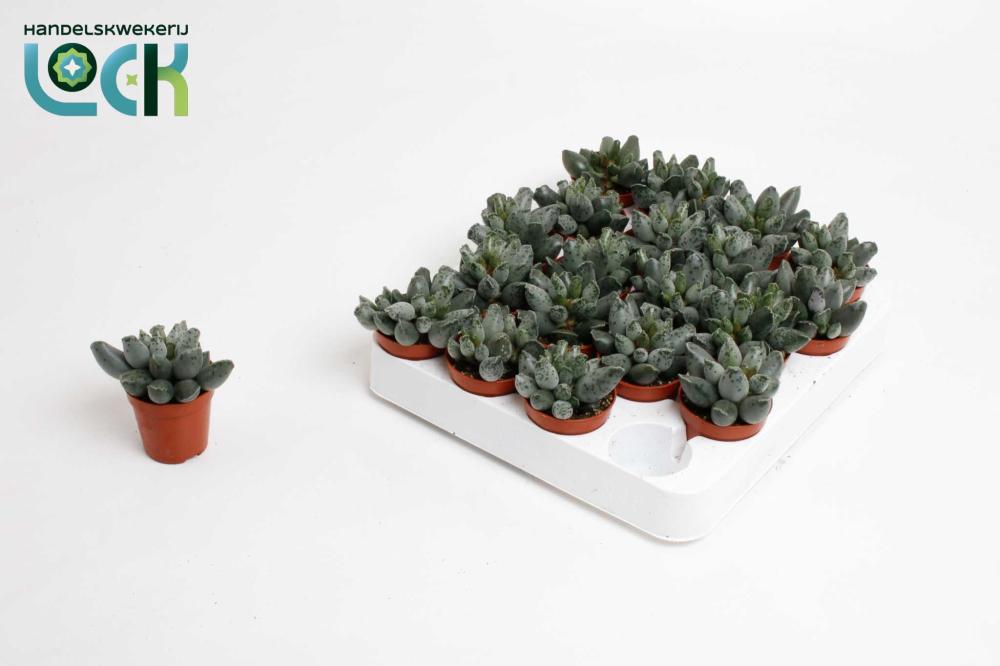 Adromischus