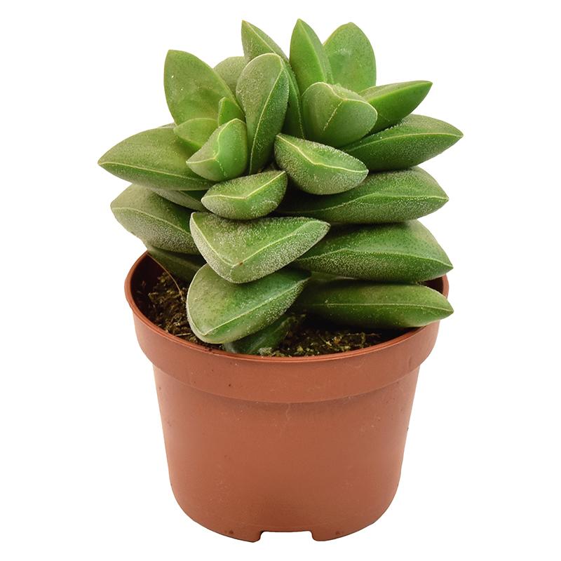 crassula