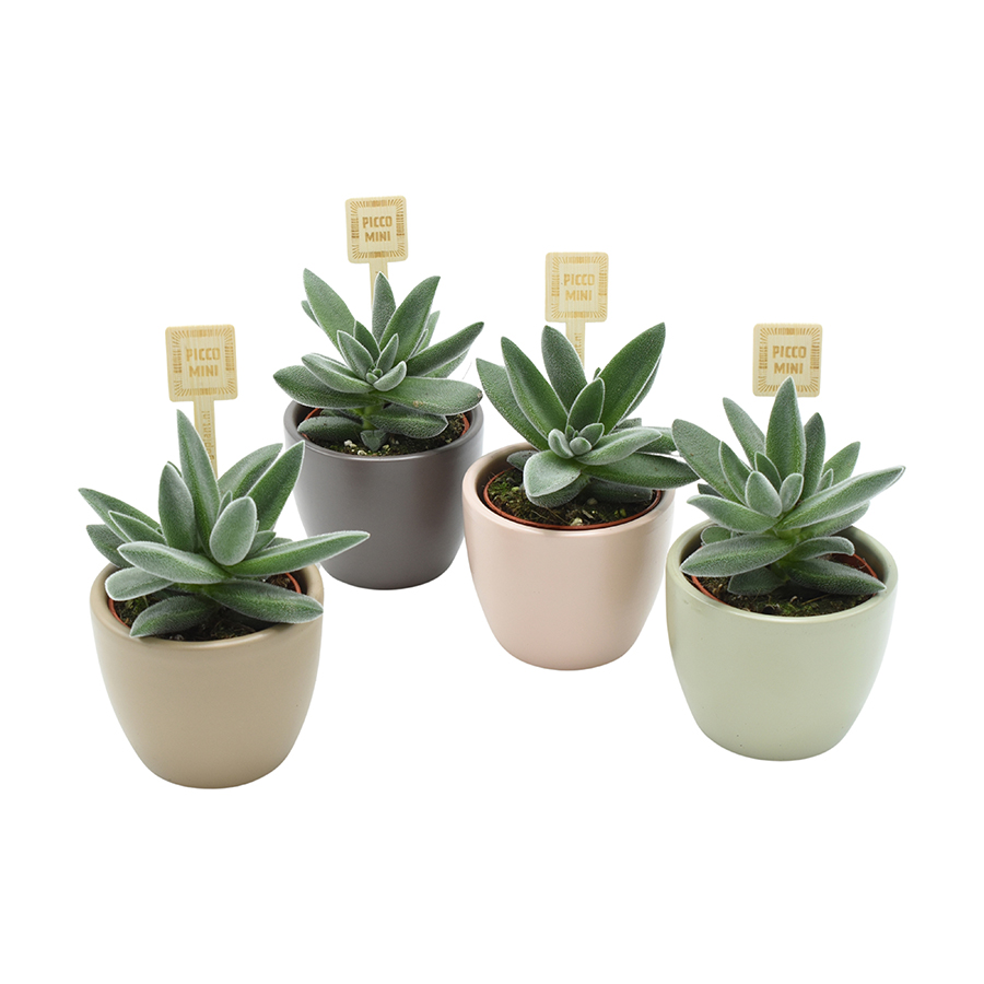 crassula