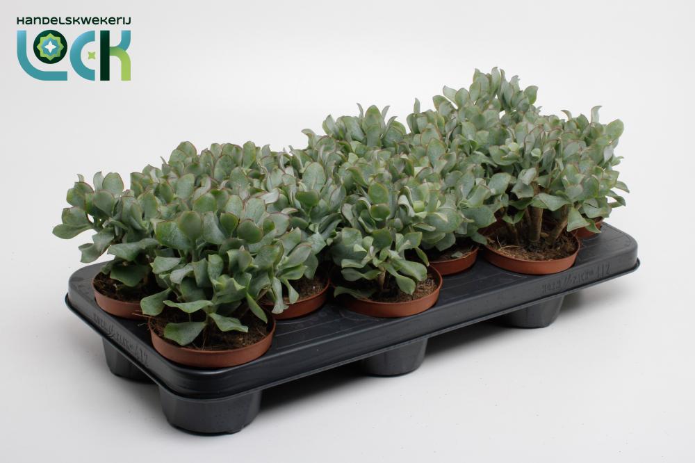 crassula