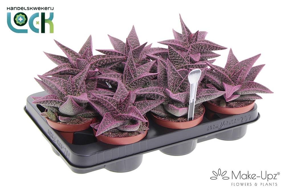 Gasteraloe