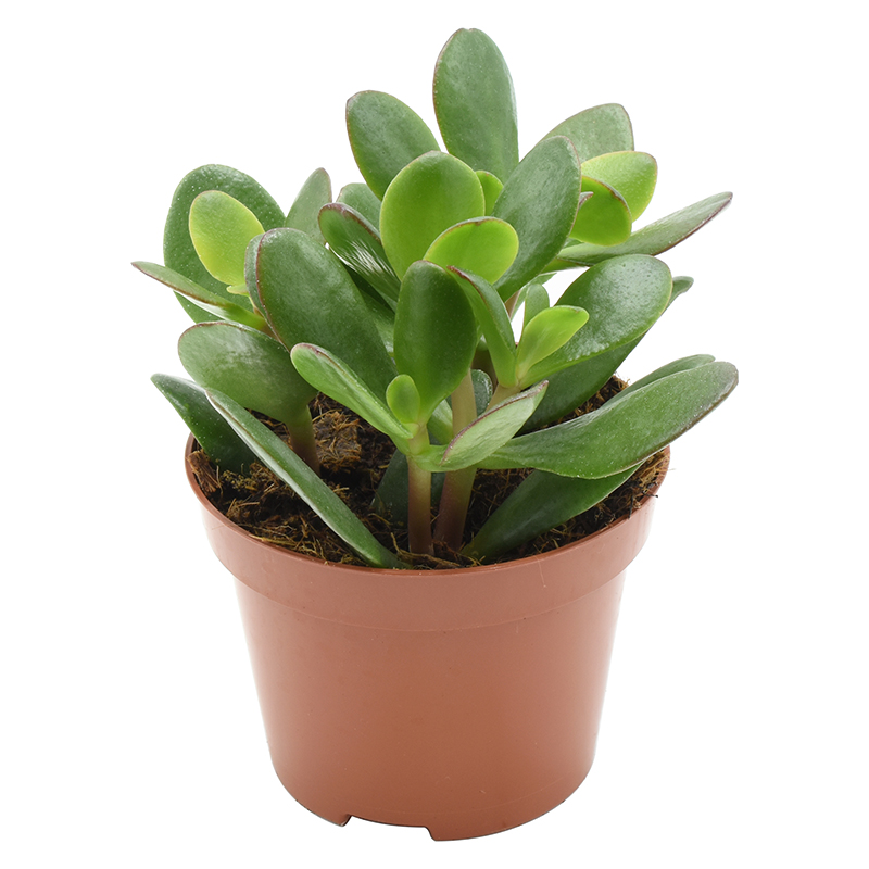 crassula