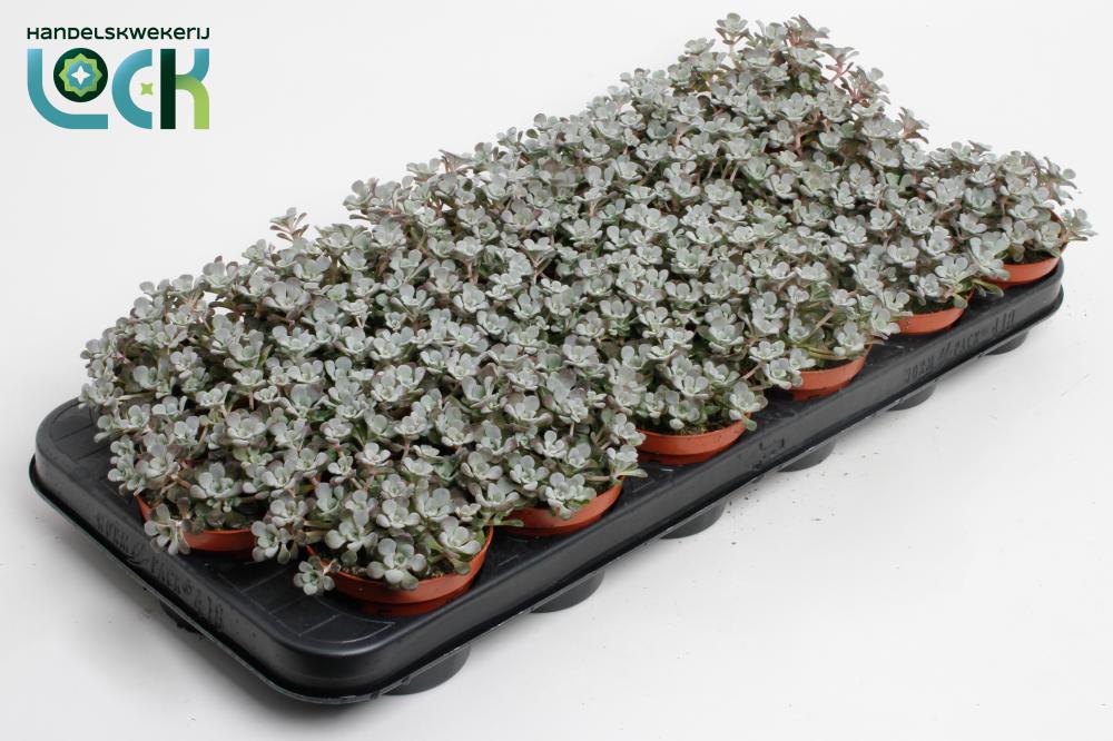 Sedum