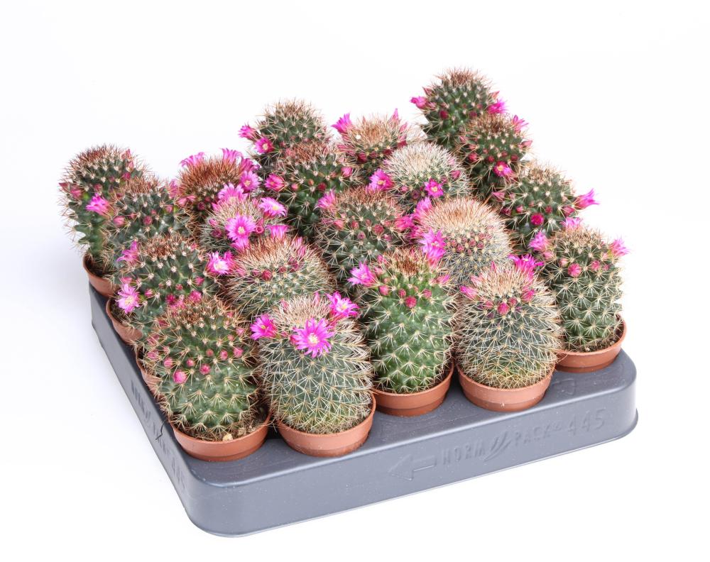 Mammillaria
