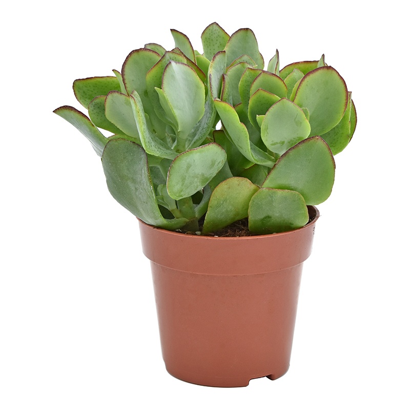 crassula