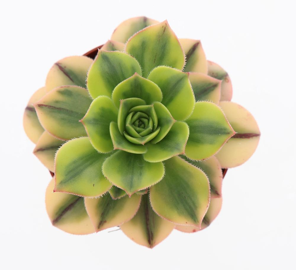 Aeonium