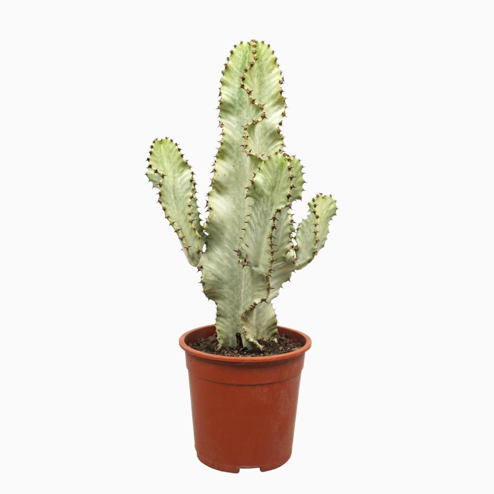 Euphorbia