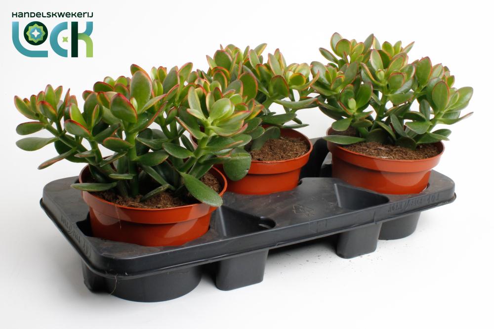 crassula