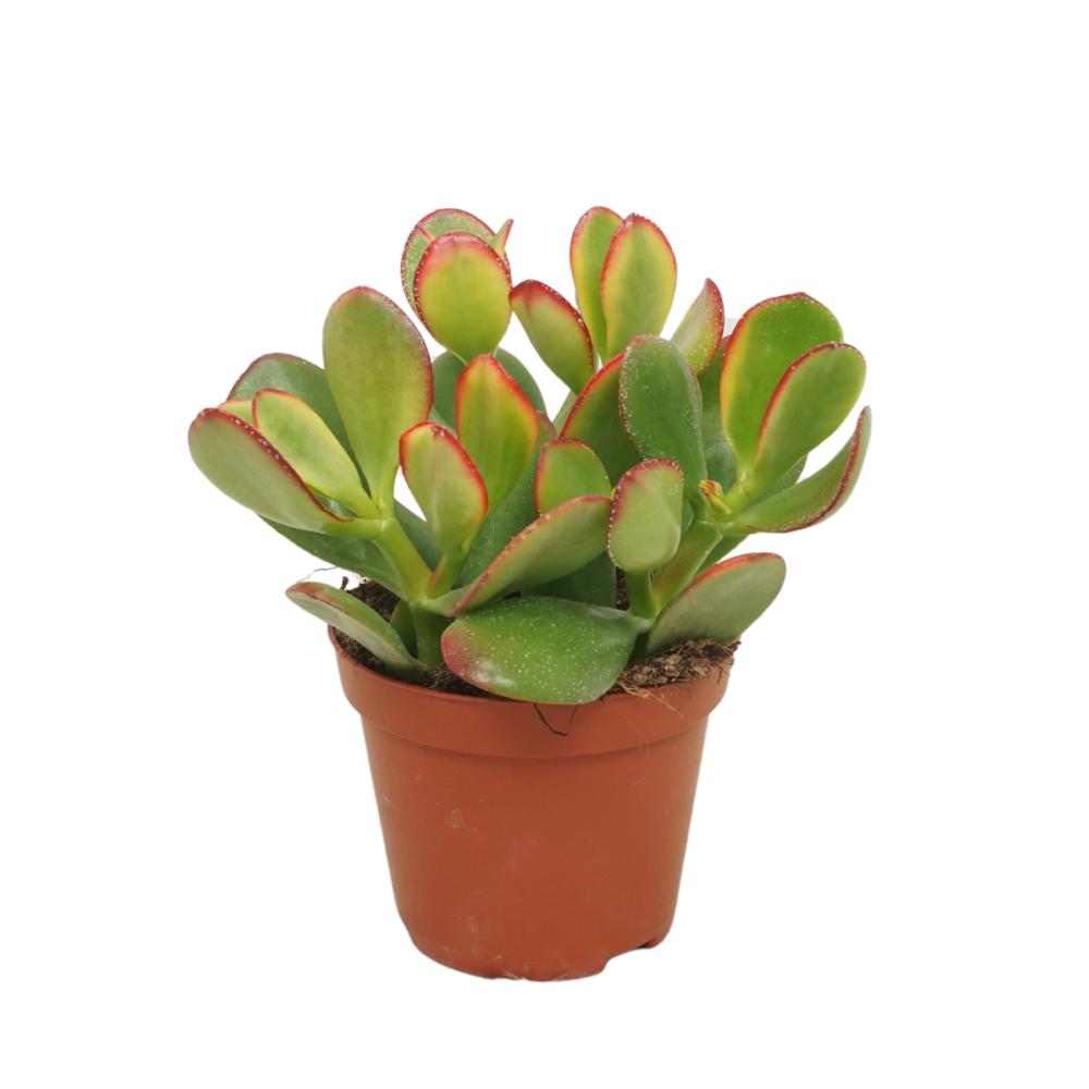 crassula