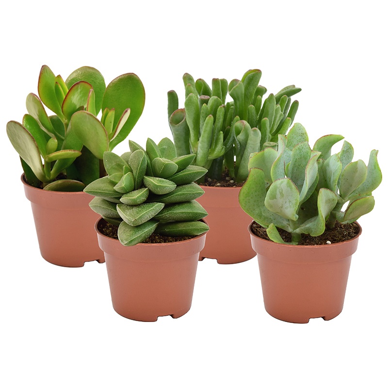 crassula