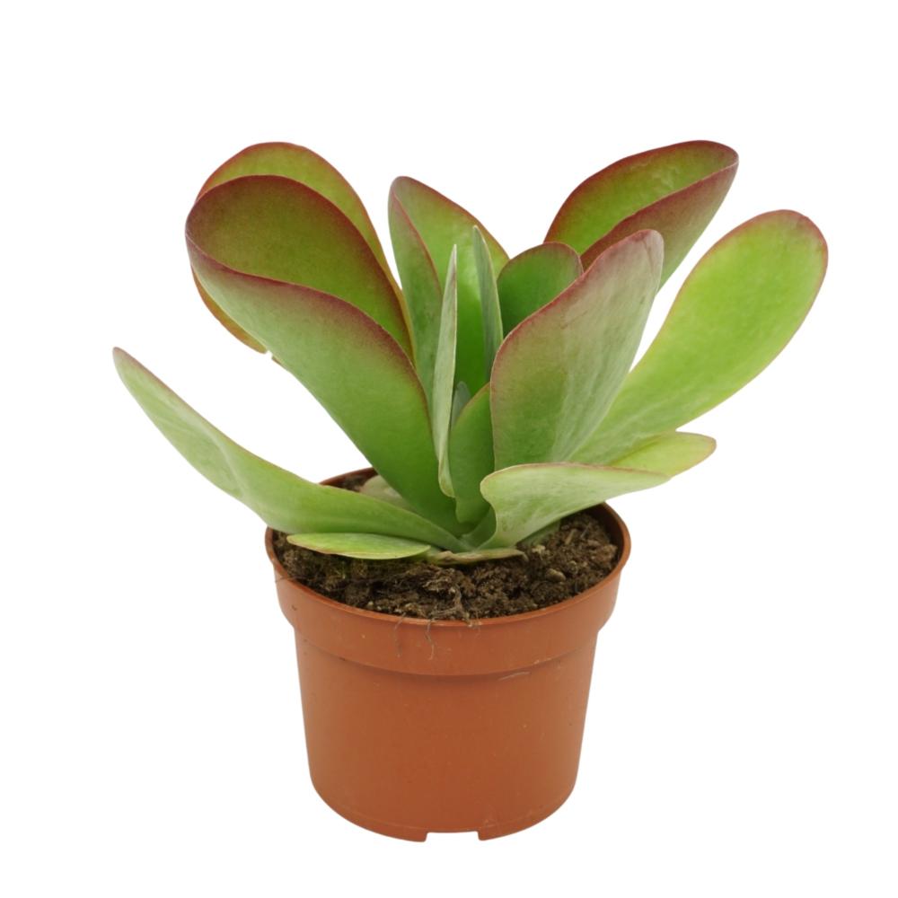 Kalanchoe