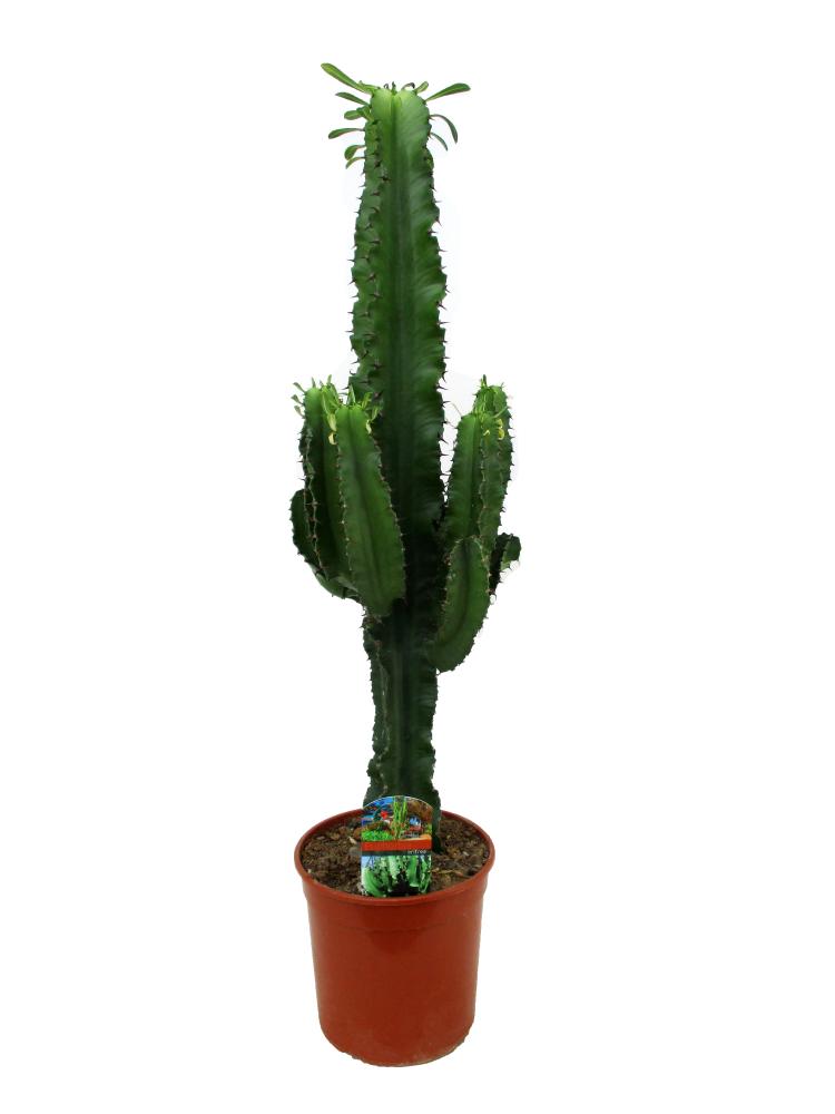euphorbia