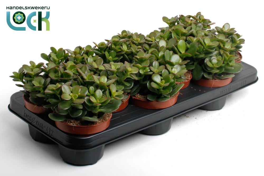 crassula