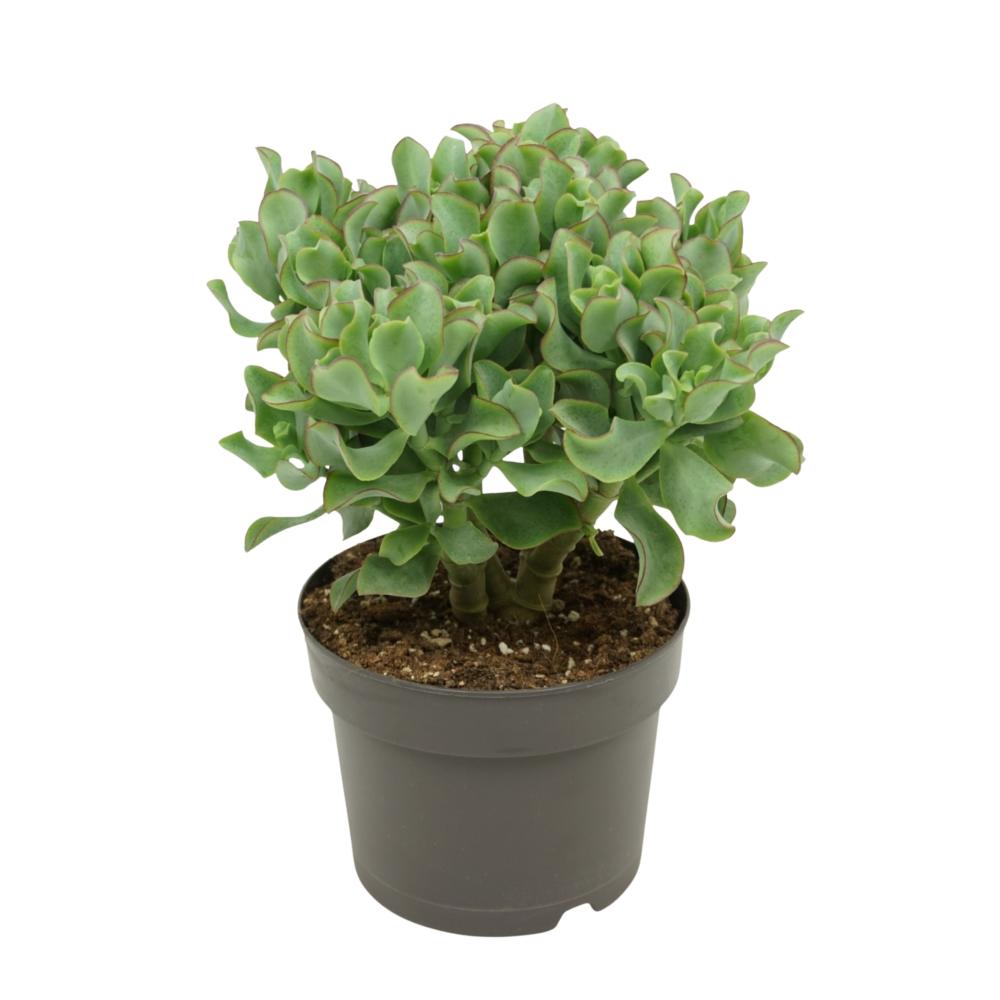 crassula