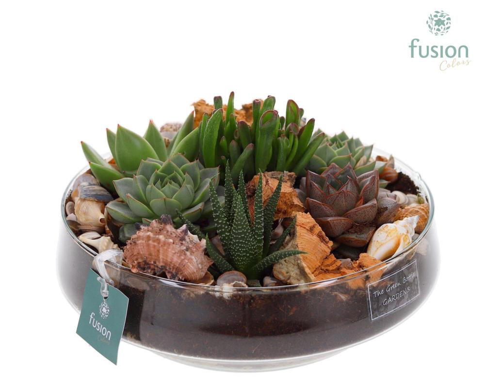 succulentes