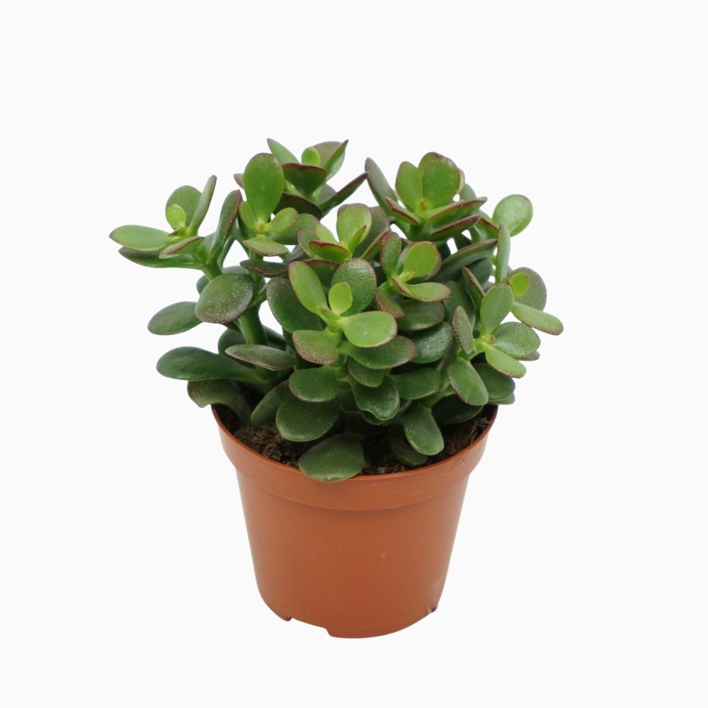 Crassula