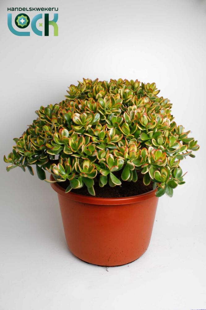 Crassula