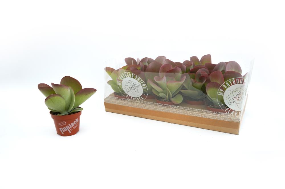 Kalanchoe