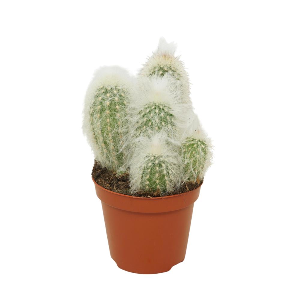 Espostoa