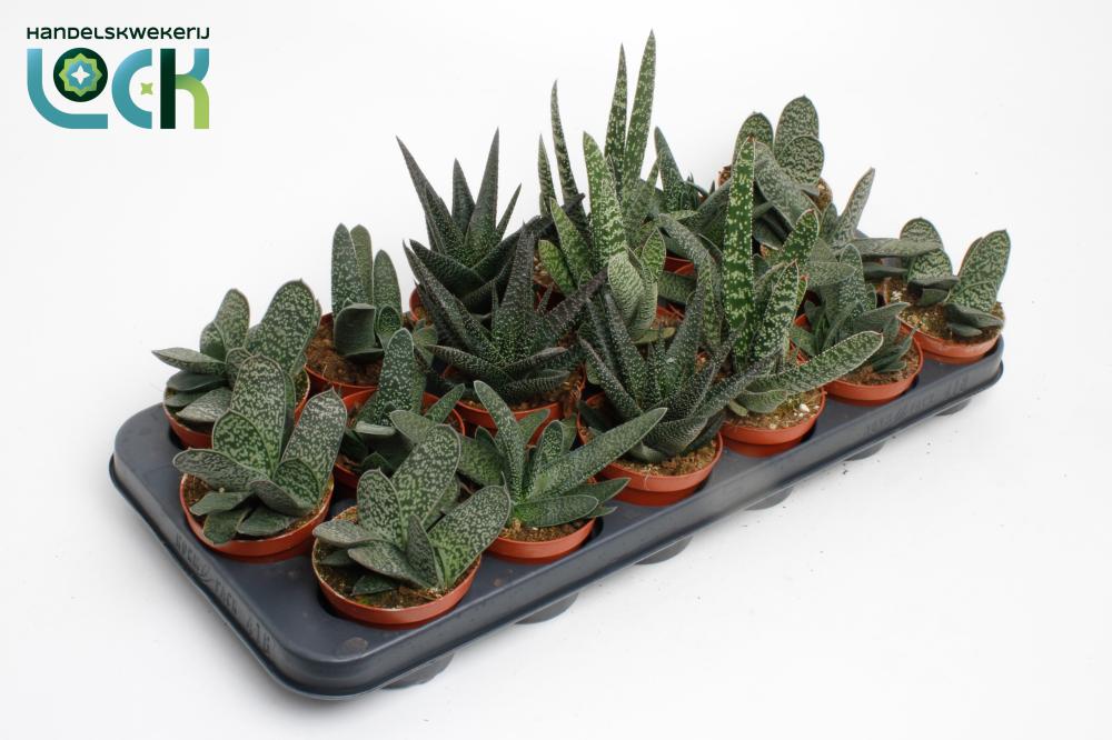 Gasteria