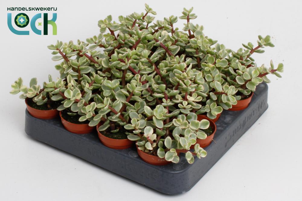 Portulacaria