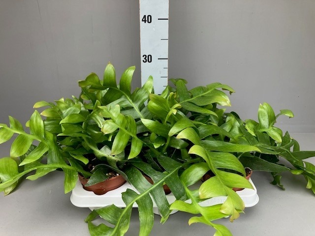 Epiphyllum