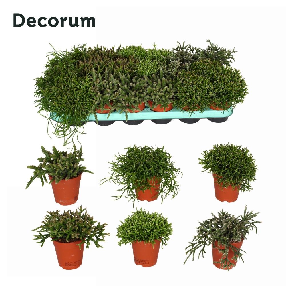 rhipsalis