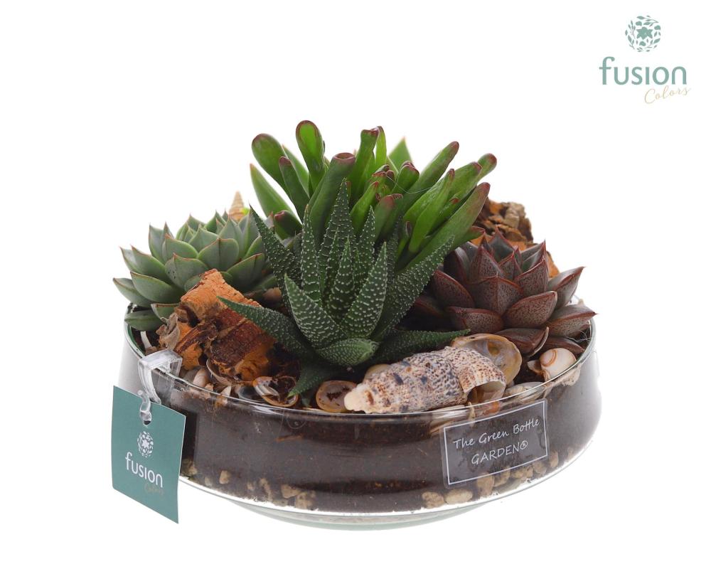 succulentes