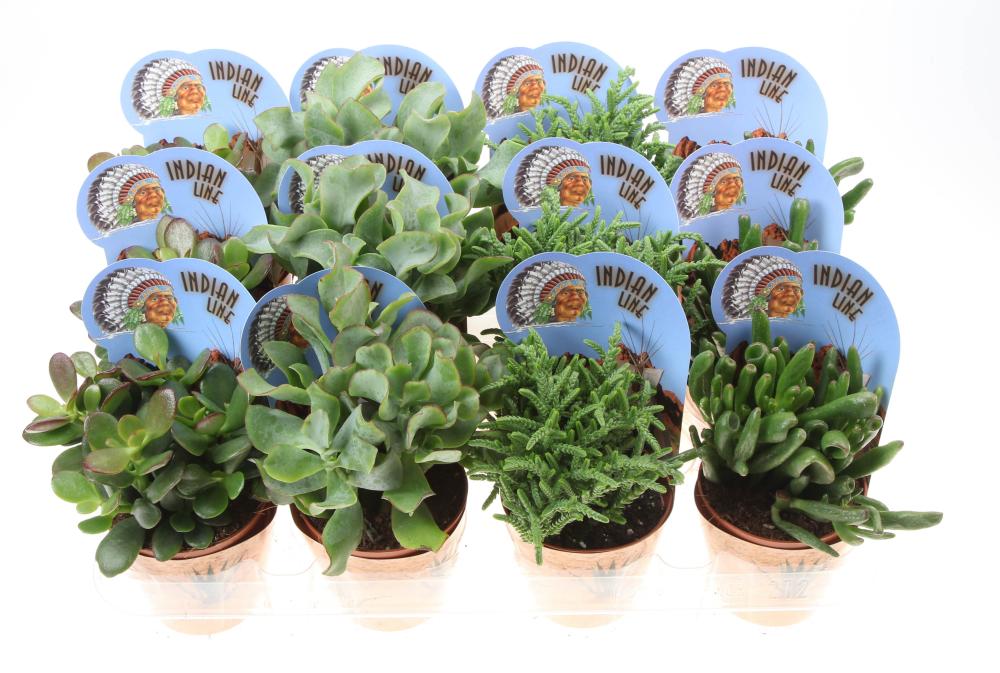 crassula