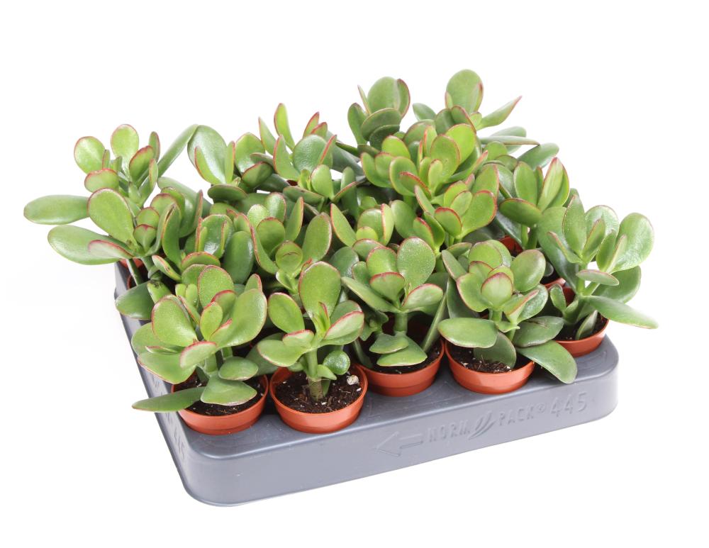 Crassula