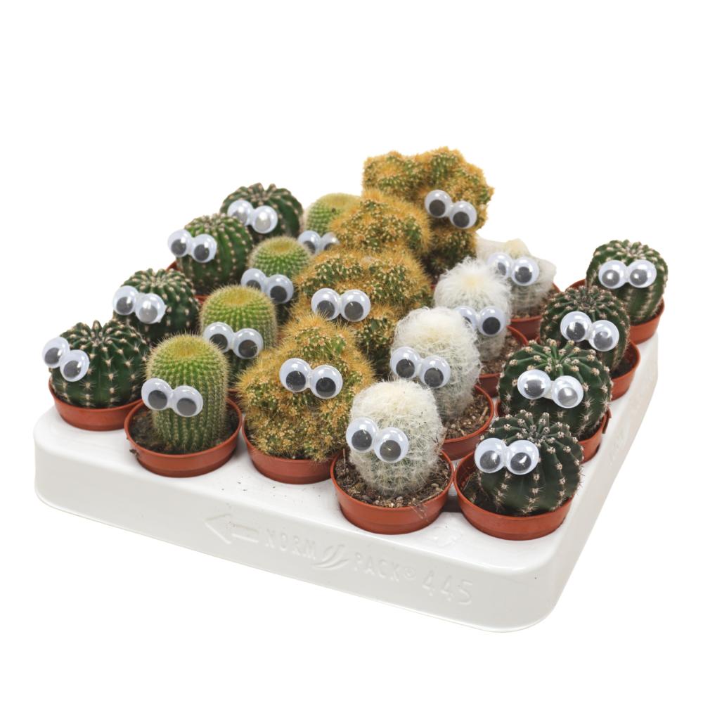 Cactus