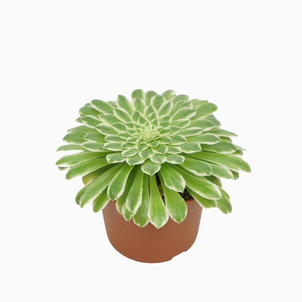 Aeonium