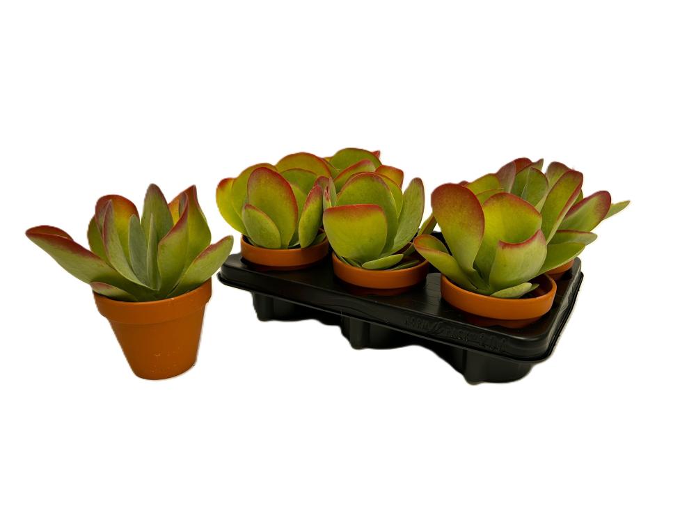 Kalanchoe