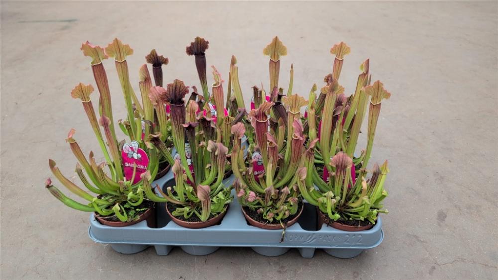 Sarracenia